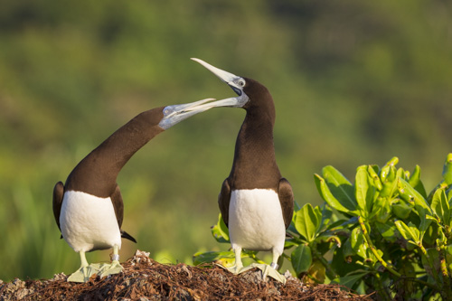christmas island photo tour example 14